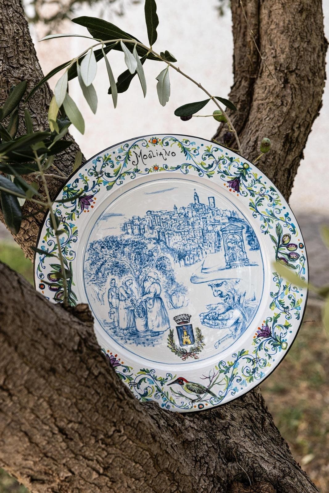 Maiolica plate dedicated to Mogliano wedged among the branches of an olive tree.
