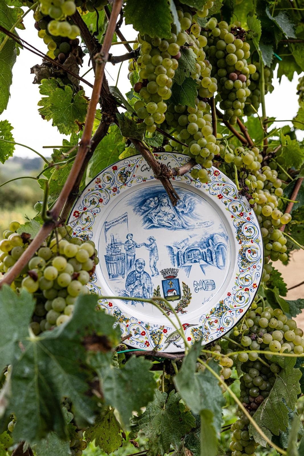 Maiolica plate hanging among the shoots of a vine heavy with unripe grapes.