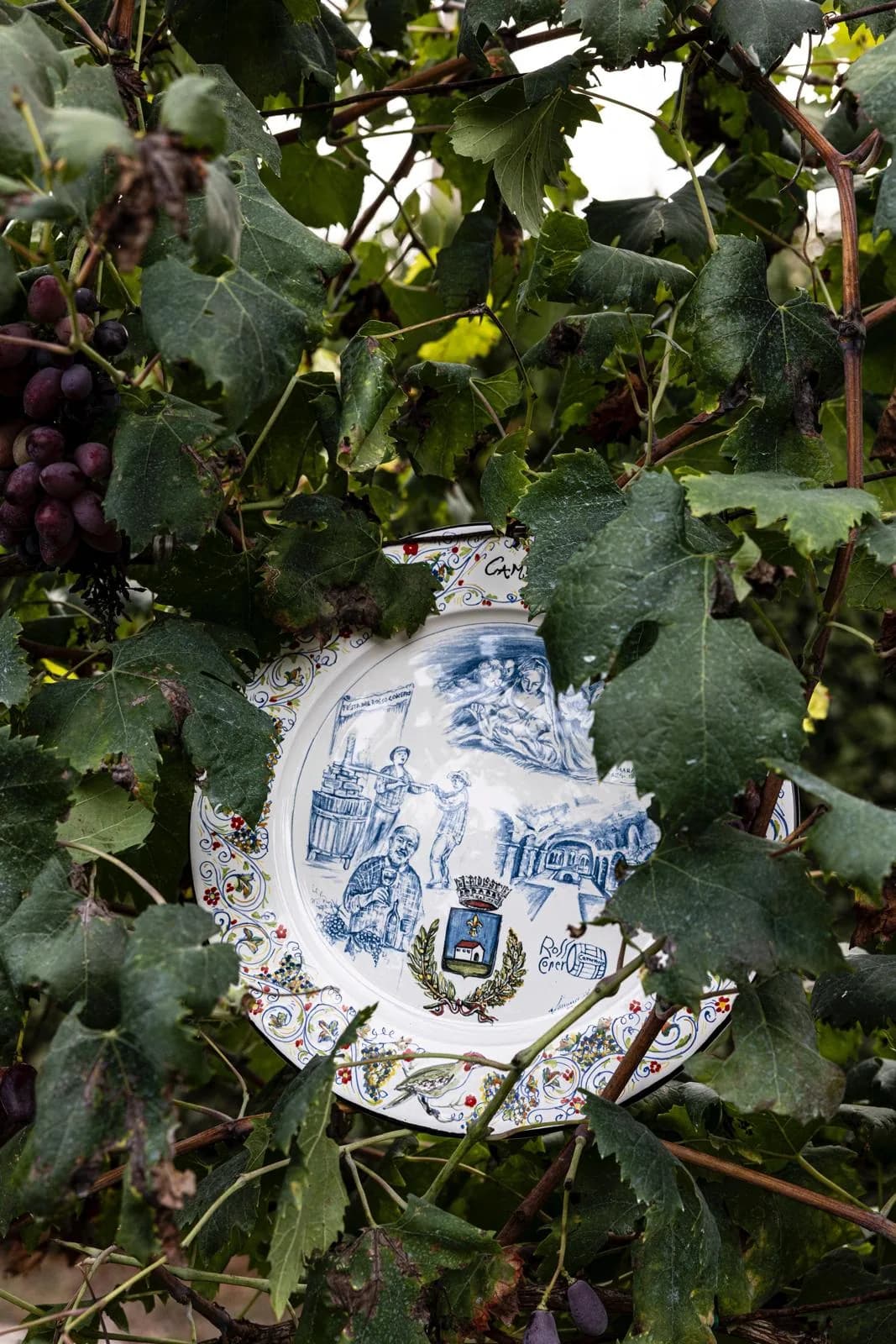 Un piatto in maiolica appeso fra i grappoli e le foglie di una vite.